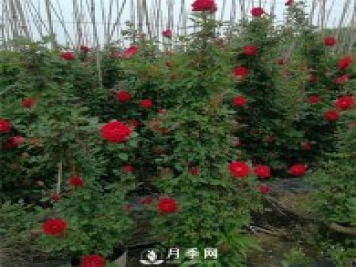 藤本月季的品種有那些？南陽藤本月季價(jià)格？