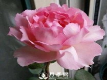 貴族香水，艷壓群芳香味濃的月季