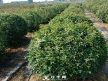春天來了，采購造型月季花球的好時機(jī)