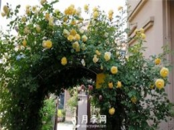 這種月季苗 買(mǎi)回家就可以直接做月季花墻