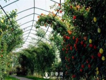 月季(紅蜘蛛、白粉病、黑斑病)防治及施肥技巧