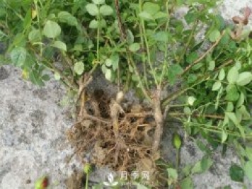 裸根的月季該如何種植？南陽大田月季基地告訴你