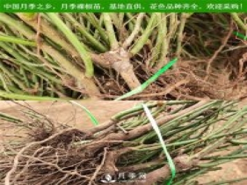 月季裸根苗收到后怎么種？