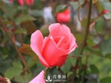 薔薇花、月季花和玫瑰花的區(qū)別