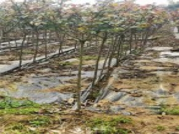 南陽(yáng)小青桿月季批發(fā)，品種豐富花色多