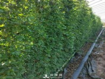 藤本月季網(wǎng)片批發(fā)價格(安吉拉、大游行)