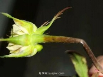 月季嫩枝花苞變彎，可能是莖蜂蟲害來了