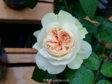夏日羊絨月季為什么受到喜愛？是藤本還是灌木？