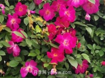 荊州開發(fā)區(qū)西干渠的藤本月季開花啦，千米月季花墻來打卡