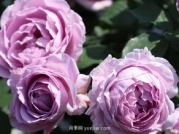 月季新品種，暗戀的心月季，陽臺有它四季看花