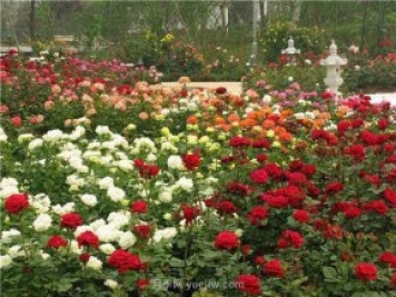 上海顧村公園500多畝月季正處盛花期，5.1期間置身于月季花海