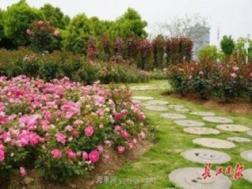 武漢滿街月季開放，近百座公園進(jìn)入盛花期