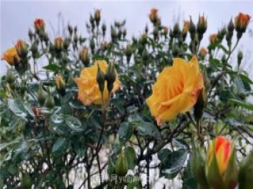 襄城無(wú)處不飛花，襄陽(yáng)首屆月季文化旅游節(jié)開(kāi)幕