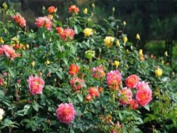 張愛(ài)玲的薔薇名句，薔薇處處開(kāi)，可愛(ài)又可親