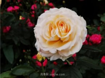 淮南市花月季盛開(kāi)，來(lái)舜耕山風(fēng)景區(qū)欣賞