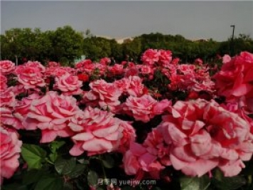 南陽世界月季大觀園規(guī)模真大，快來過把月季花癮