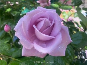 30多歲的藍(lán)色尼羅河月季長什么樣？見識下
