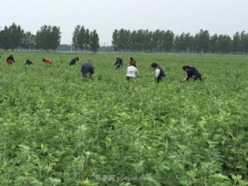 艾草產(chǎn)業(yè)為什么能在南陽市不斷發(fā)展升級？