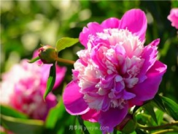 新疆昌吉濱河公園，牡丹花開，千姿百態(tài)