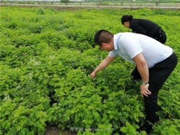 社旗艾草產(chǎn)業(yè)，艾成熟香滿田