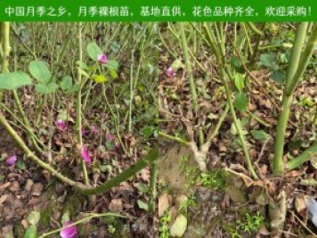 月季網(wǎng)：月季裸根苗的選購(gòu)、栽植、肥水、養(yǎng)護(hù)技術(shù)大全