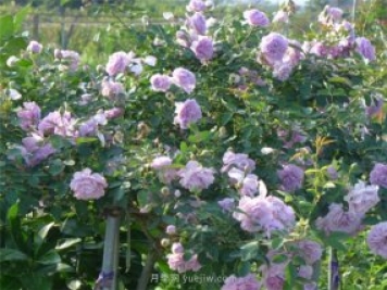 打造小型月季花墻，推薦4款藤本月季