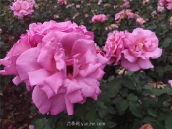南陽(yáng)桐柏：發(fā)展觀(guān)光農(nóng)業(yè) 促進(jìn)鄉(xiāng)村振興