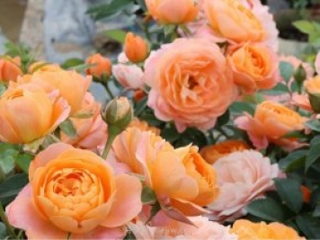 果汁陽(yáng)臺(tái)，2021年流行的必選陽(yáng)臺(tái)月季花品種