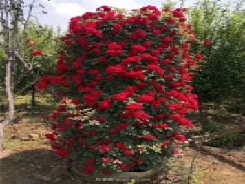 造型月季，月季花柱批發(fā)