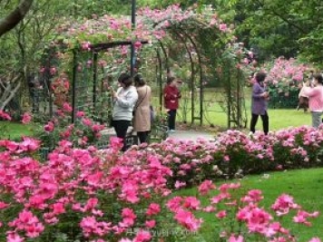 月季植物造景，塑造城市園林景觀