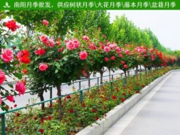 月季網(wǎng)分享，園林綠化中各類景觀樹的應(yīng)用和選擇