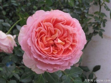 亞伯拉罕達比月季的優(yōu)缺點是什么？