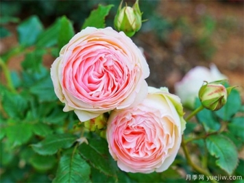 栽植月季苗 如何把根系培養(yǎng)好？