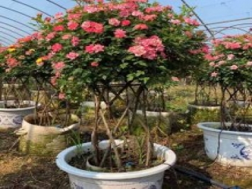 新型月季花籃，小高桿月季玩出新花樣