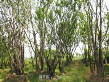 南陽(yáng)苗木人注意了！叢生苗木火爆市場(chǎng)