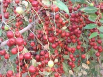 新疆發(fā)展中藥材產(chǎn)業(yè)，專業(yè)機(jī)構(gòu)發(fā)揮主導(dǎo)作用