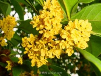 桂花樹不能隨便挪，移栽時間和如何養(yǎng)護