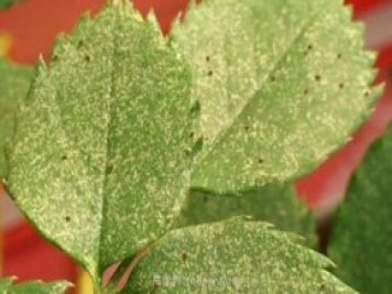 夏季高溫紅蜘蛛危害達(dá)到高峰，怎樣有效進(jìn)行防治？