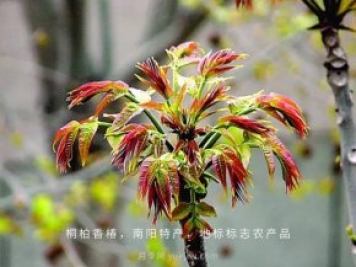 桐柏香椿樹應(yīng)該如何種植？