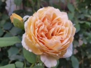 月季度夏，如何澆水施肥和防止病蟲(chóng)害
