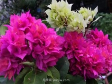 夏季養(yǎng)花要選對品種，推薦6種花卉適合高溫