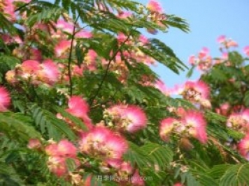 合歡樹是不是優(yōu)美易種的園林綠化樹種？