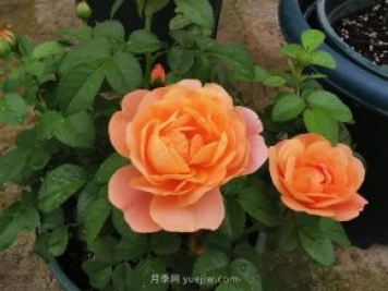 新手養(yǎng)月季，不能錯(cuò)過入門級(jí)的果汁陽(yáng)臺(tái)