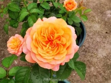 陽(yáng)臺(tái)養(yǎng)月季就算這3個(gè)品種，開(kāi)花勤快少生病