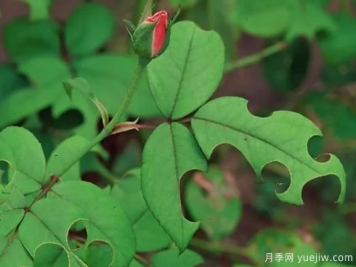 3招驅(qū)趕切葉蜂，再也不會啃月季的葉片