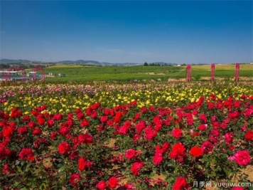 如何區(qū)別月季、玫瑰、薔薇