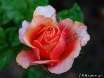 色彩艷麗斑斕的大花微月，永遠(yuǎn)的艾帕索