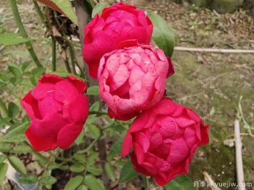 2米高紅木香，優(yōu)秀爬藤花卉基地批發(fā)價格