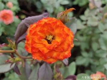 你知道月季的花語是什么嗎？