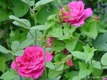 藤本月季和藤本薔薇哪個比較好養(yǎng)？薔薇養(yǎng)殖與注意事項